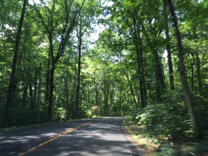 Driving through Woods